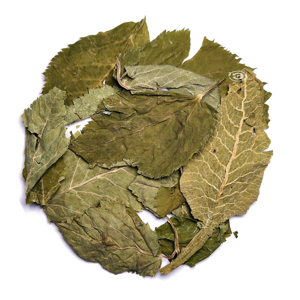 Ground Elder Herb: Herbal Tea Blend