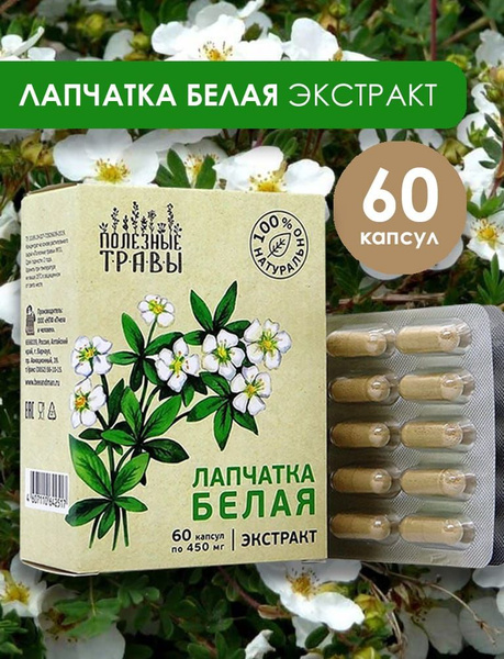 White Potentilla Extract for Thyroid Support (60 Capsules)