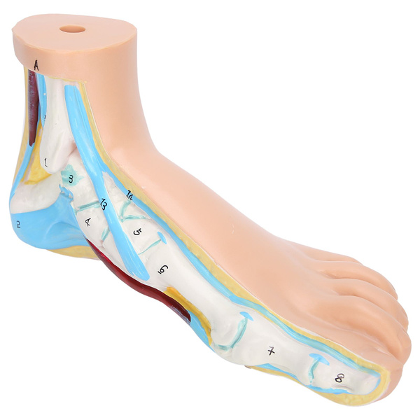 Life-Size Human Foot Model with Muscles - Eco-Friendly PVC for Anatomy Study