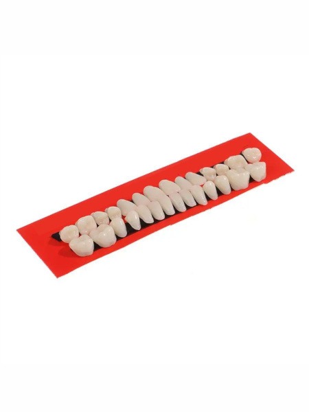 Complete Denture Model: 28 Teeth