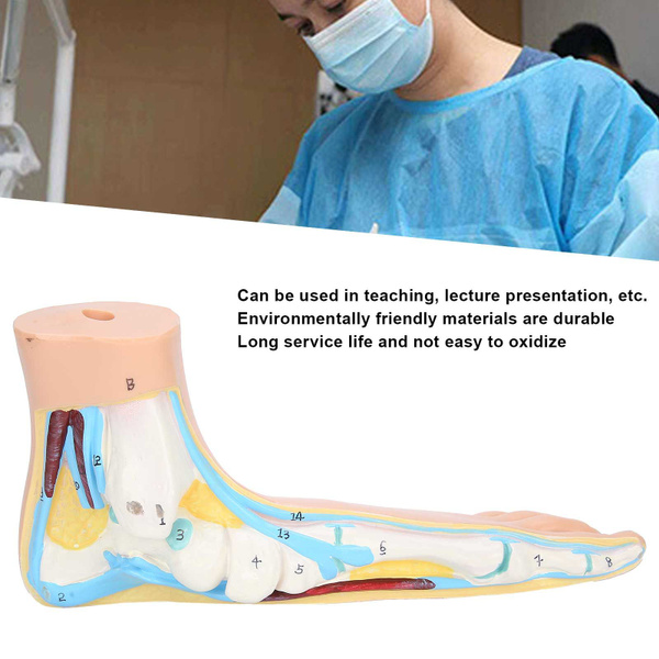 Human Foot Model