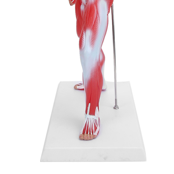 Muscle System Model