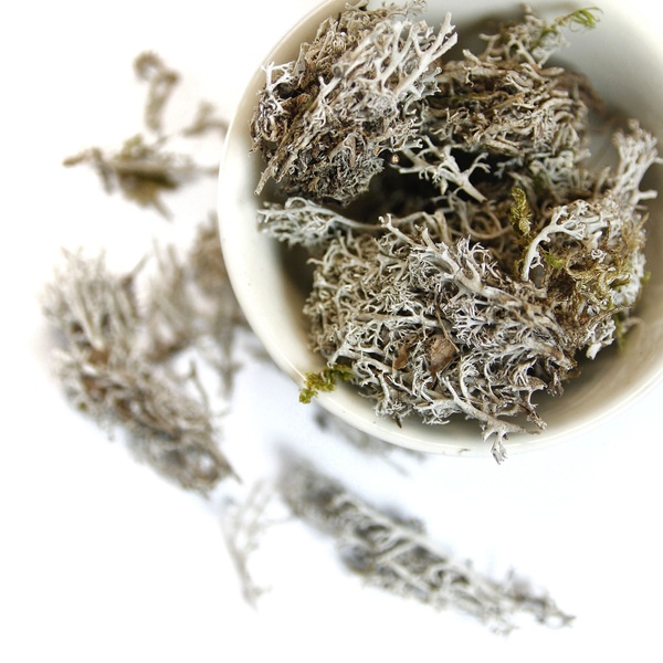 Cladonia Moss (Reindeer Moss) 100g: Dried Herb Tea