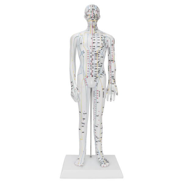 Acupuncture Training Model: 50cm, High-Quality Needles & Base