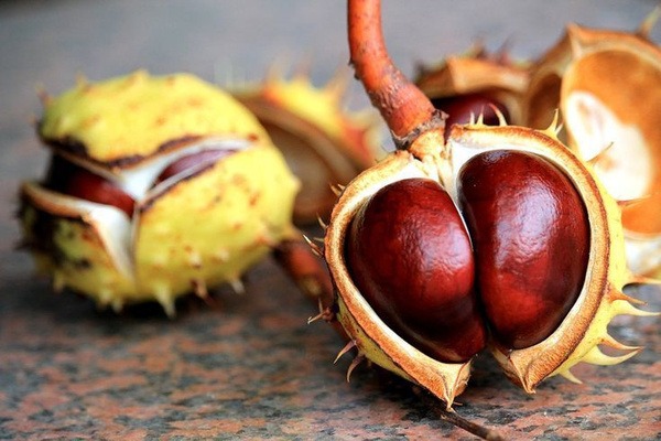 Horse Chestnut Extract 600g