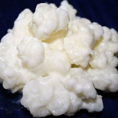 Milk Kefir Grains