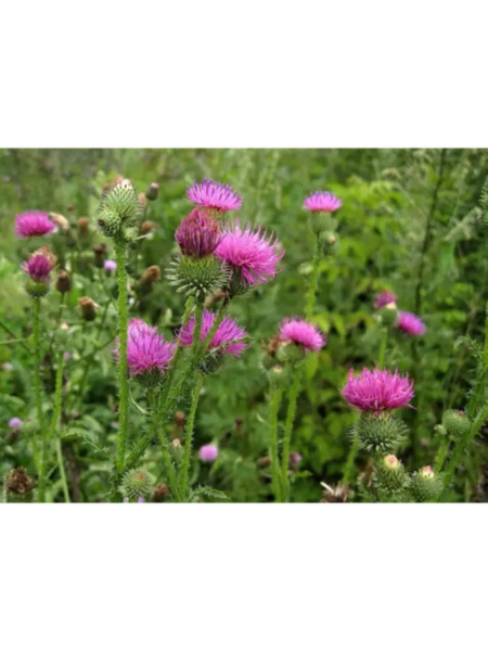 Milk Thistle Seed Powder for Liver Support (250g)
