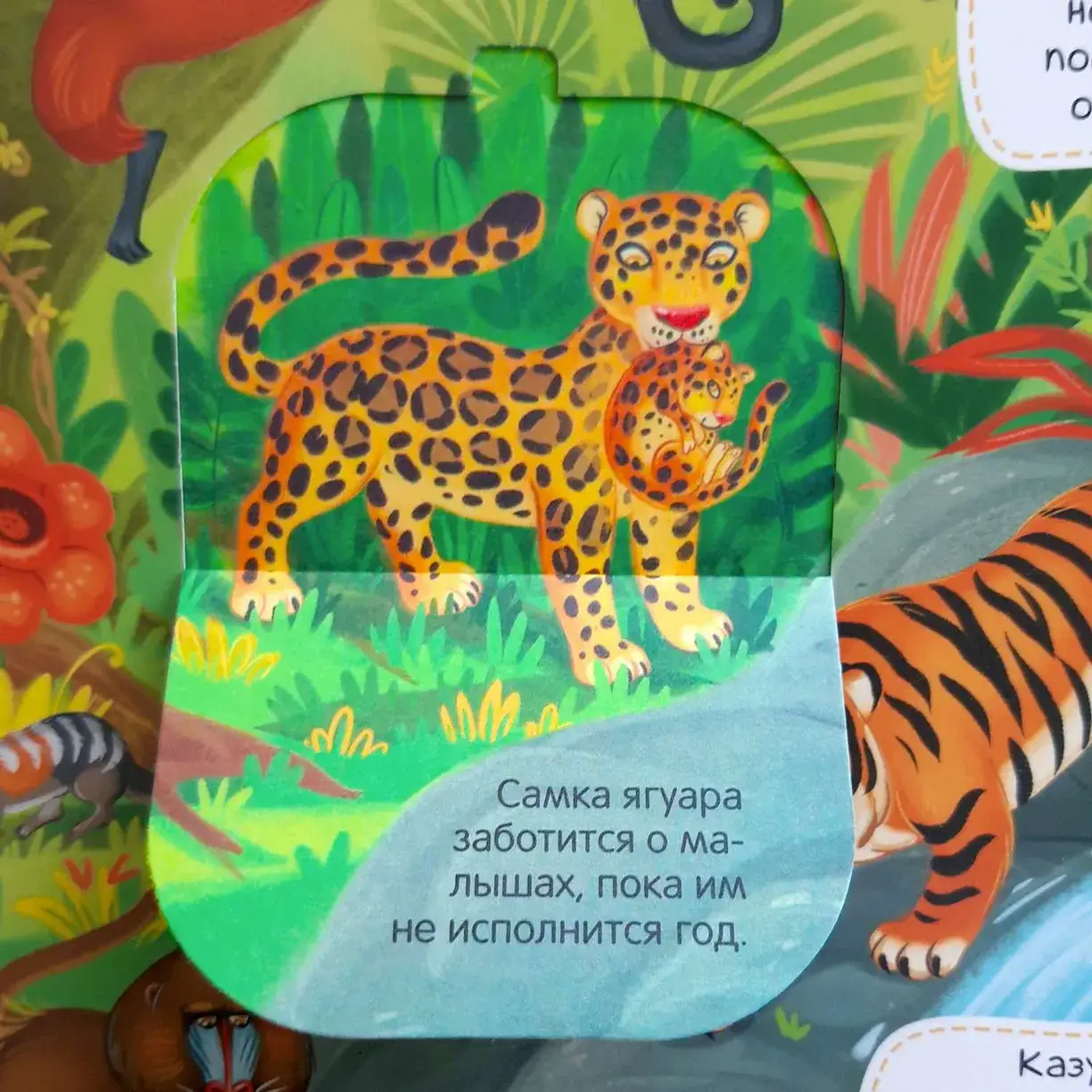 Виммельбух с окошками «Животные» фото книги 5