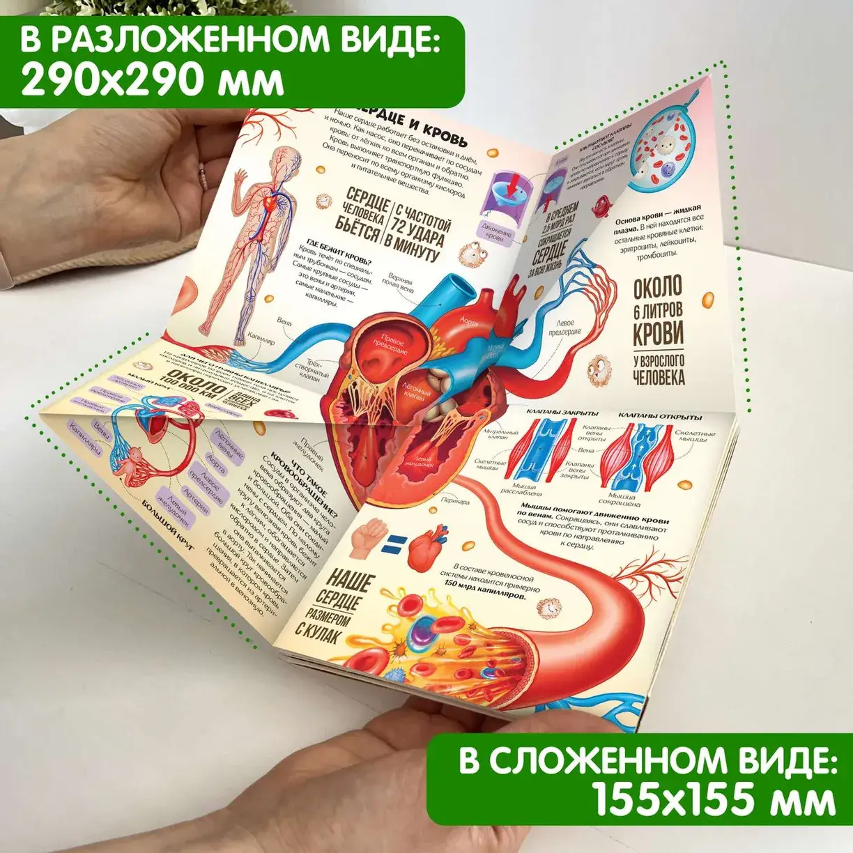 Анатомия. Книжка-трансформер фото книги 3