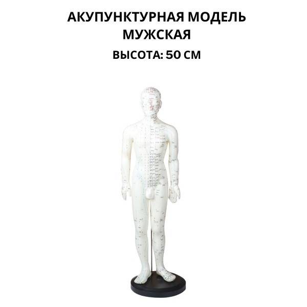 Zhongyan Taihe Male Acupuncture Model 50 cm