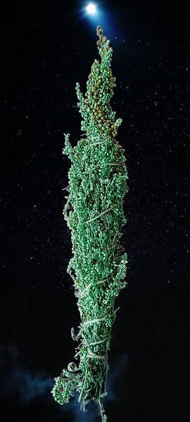 Mugwort Smudge Sticks: Herbs for Ritual & Cleansing