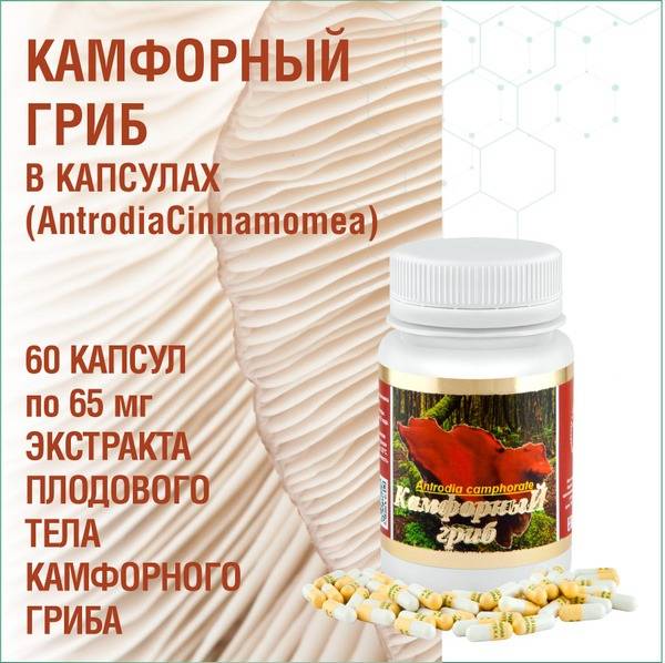 Antrodia Camphorata: Benefits, Uses & Research