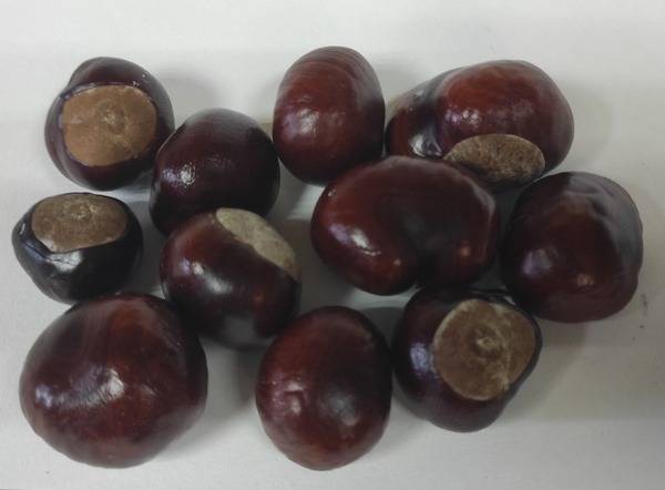 Horse Chestnut Fruits, 200 g
