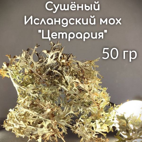 Icelandic Moss Cetraria Lichen - 50g Dried, Unground