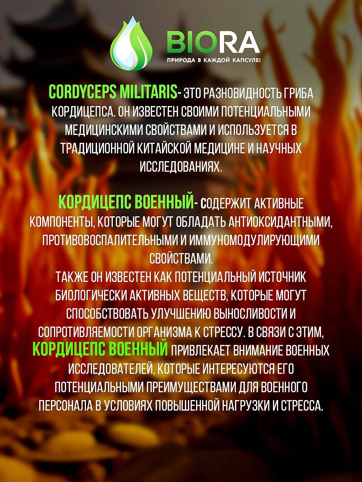 BIORA Cordyceps Militaris Dual-Extract 30 ml Dietary Supplement #3