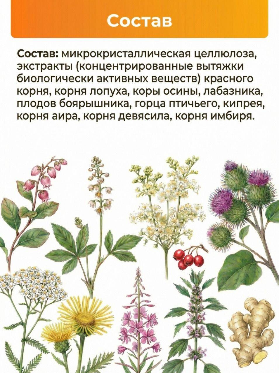 Altai Herbal Blend with Red Root in Capsules, 60 Count #2