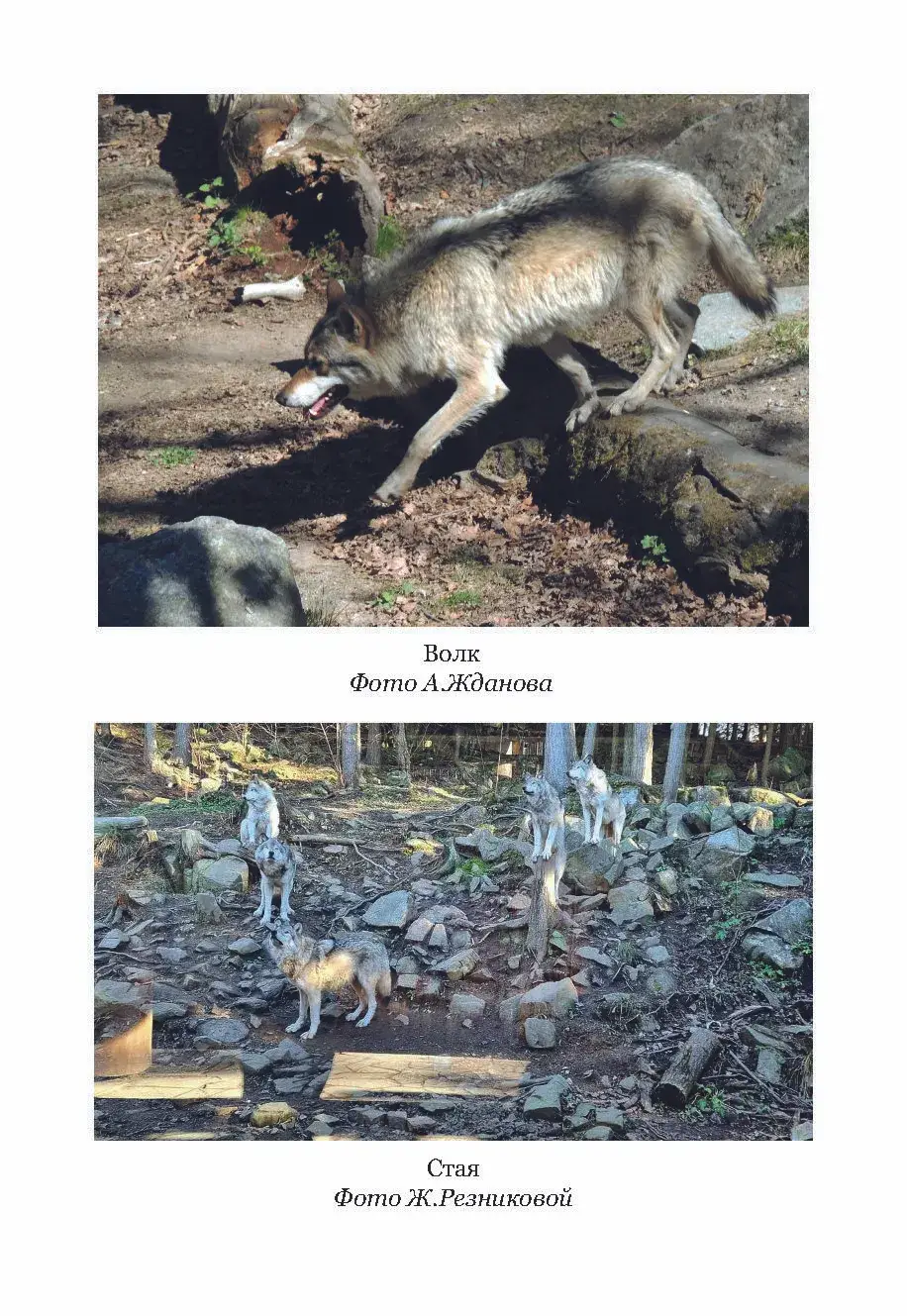 Жизнь с волками фото книги 4