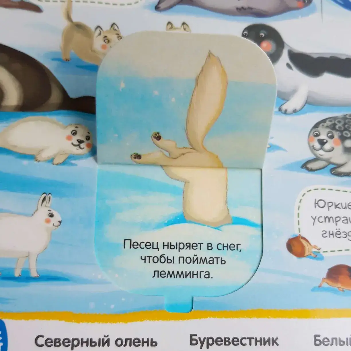 Виммельбух с окошками «Животные» фото книги 3