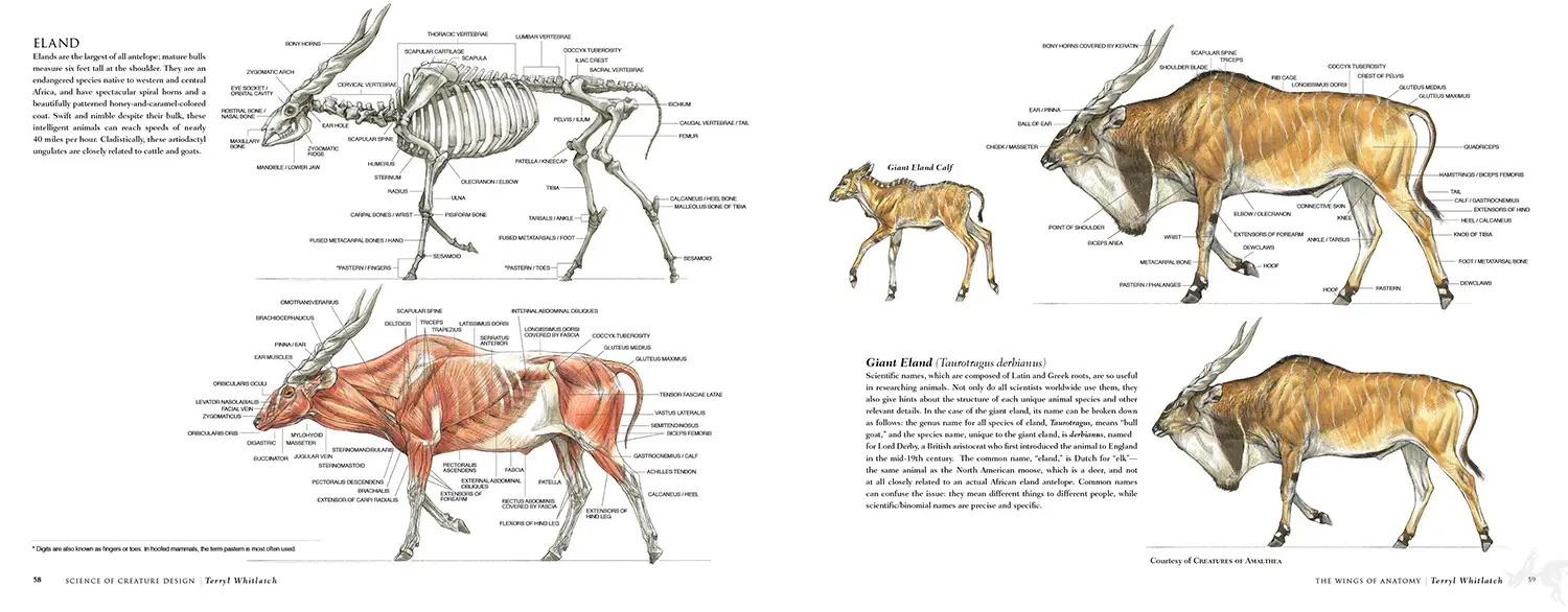 Science of Creature Design: Understanding Animal Anatomy фото книги 5