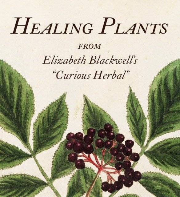 Целебные растения: Из "Любопытного травника" Элизабет Блэквелл (Tiny Folio) | Healing Plants: From Elizabeth Blackwell's Curious Herbal (Tiny Folio)