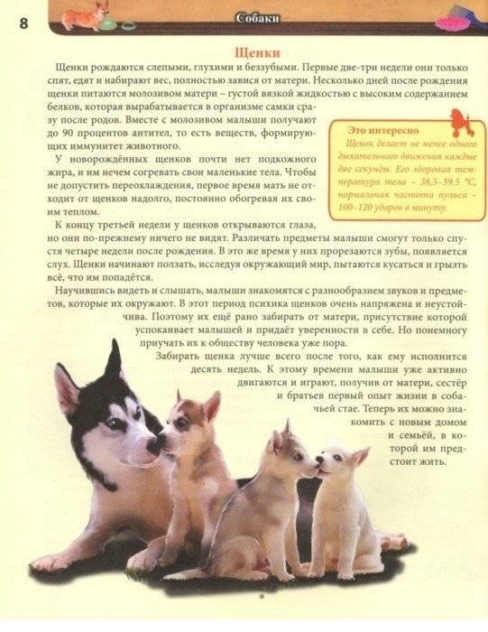 Энциклопедия. Собаки фото книги 2