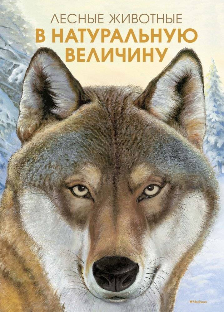 Лесные животные в натуральную величину | Forest Animals in Natural Size