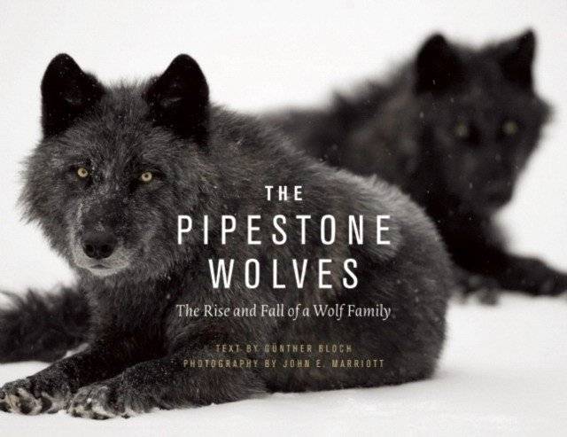 The Pipestones: The Rise and Fall of a Wolf Family | The Pipestones: The Rise and Fall of a Wolf Family