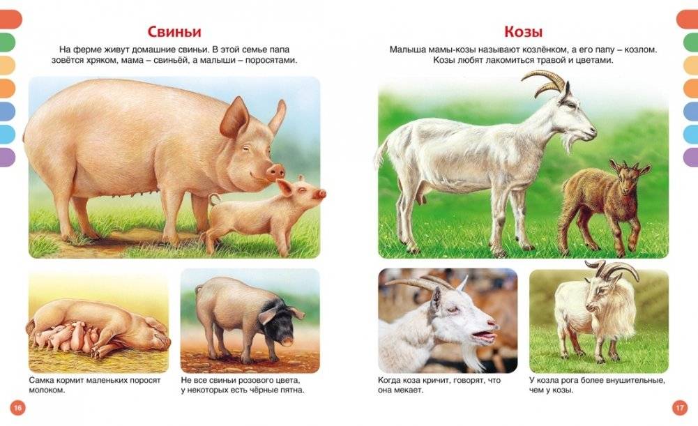 Животные разных стран фото книги 4