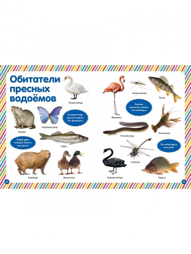 Моя первая фотокнига. Животные фото книги 8