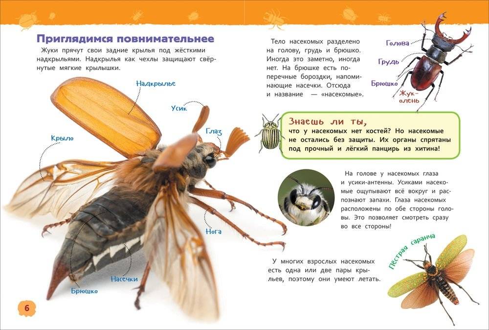 Насекомые. Энциклопедия для детского сада фото книги 3