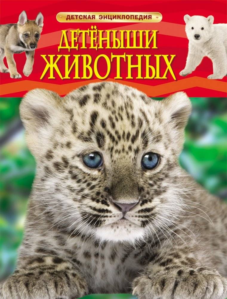 Детёныши животных | Animal Young