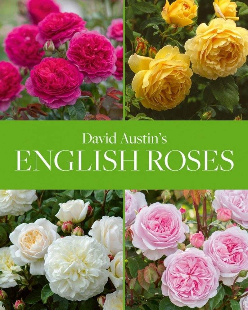 David Austin's English Roses | David Austin's English Roses