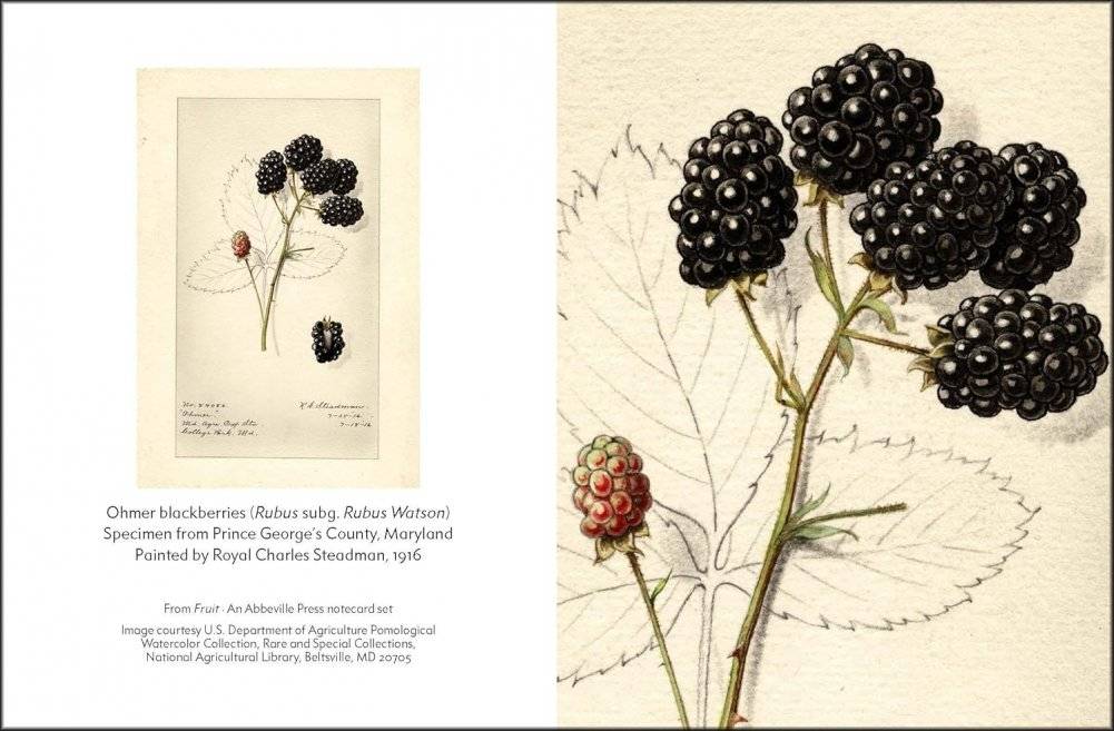 Fruit (an abbeville notecard set): Selections from the USDA Pomological Watercolor Collection (Detailed Notes) фото книги 4