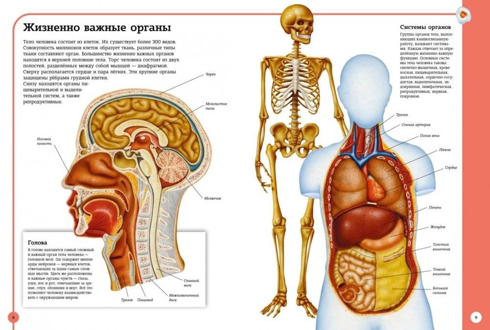 Первый атлас анатомии человека фото книги 4
