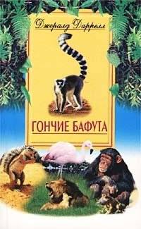 Гончие Бафута | The Bafut Beagles