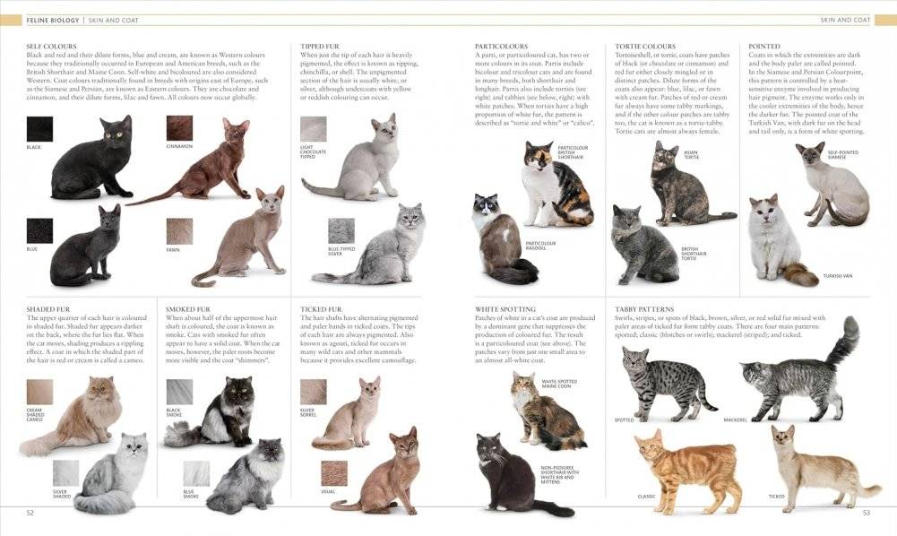 The Cat Encyclopedia фото книги 4