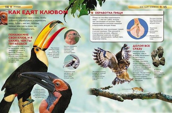 Птицы. Детская энциклопедия фото книги 3