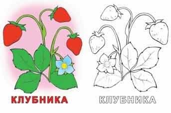 Раскраска. Фрукты фото книги 2
