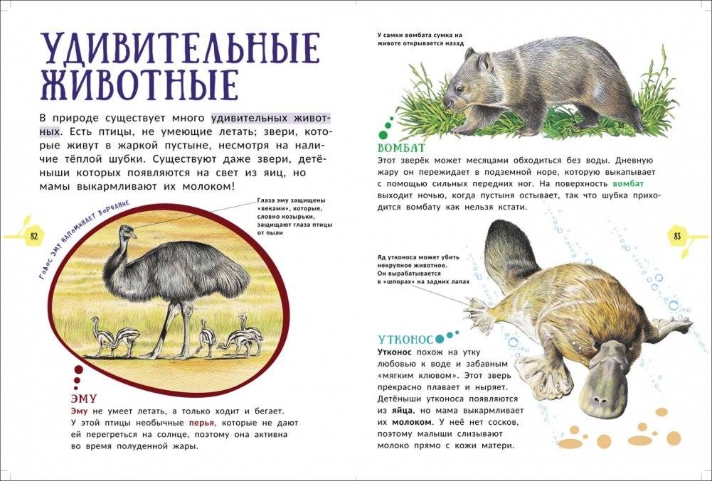 Животные. Гигантская энциклопедия для самых маленьких фото книги 3