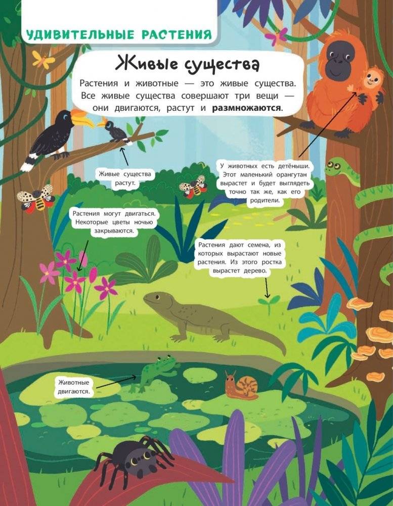 Моя первая книга о науке фото книги 2