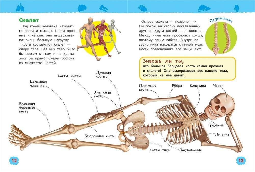 Тело человека. Энциклопедия для детского сада фото книги 3