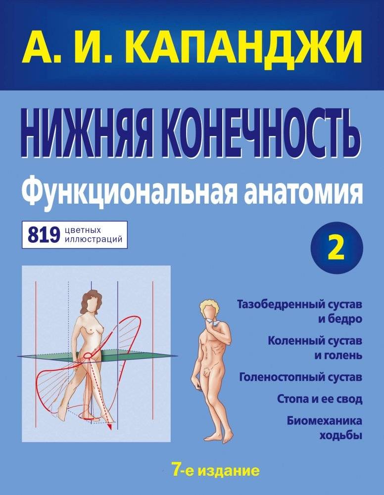 Нижняя конечность. Функциональная анатомия | Lower Limb: Functional Anatomy