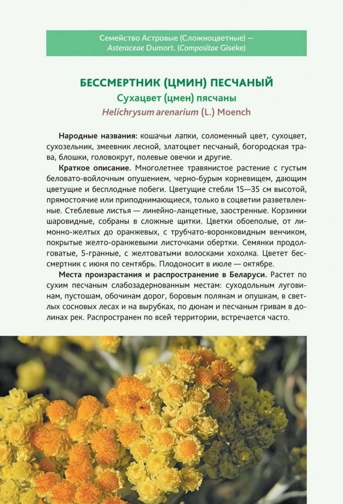 Пряно-ароматические растения природной флоры Беларуси фото книги 3