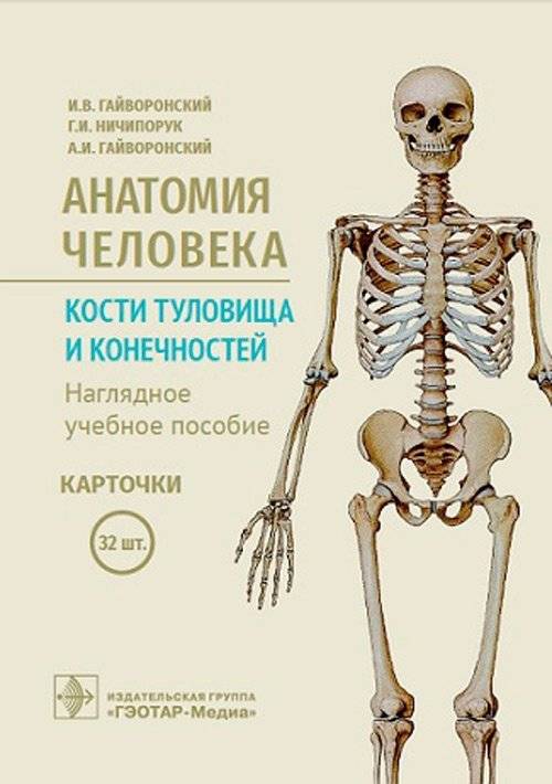 Анатомия человека. Кости туловища и конечностей. 32 карточки | Human Anatomy: Bones of the Torso and Limbs - 32 Cards