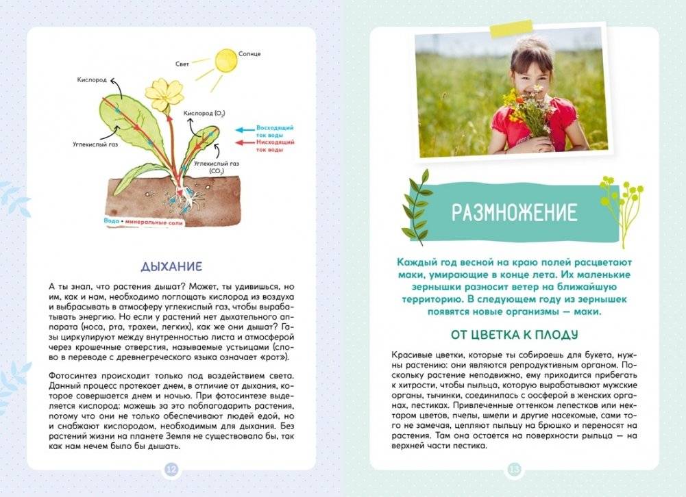 Растения вокруг нас фото книги 5