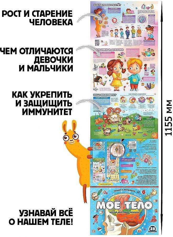 Мое тело. Плакат с окошками фото книги 2