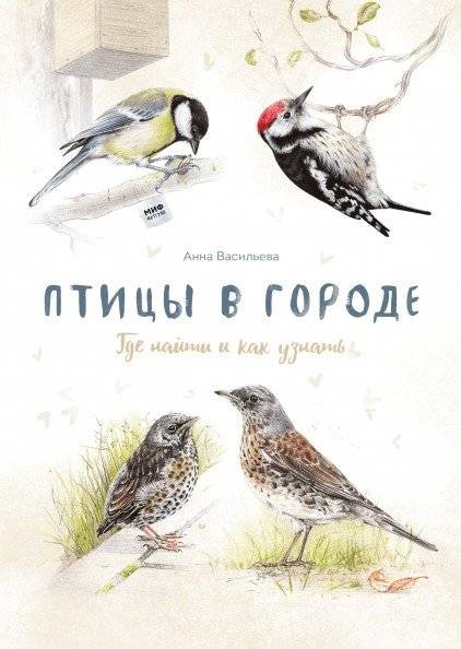Птицы в городе. Где найти и как узнать | Birds in the City: Where to Find Them and How to Identify Them