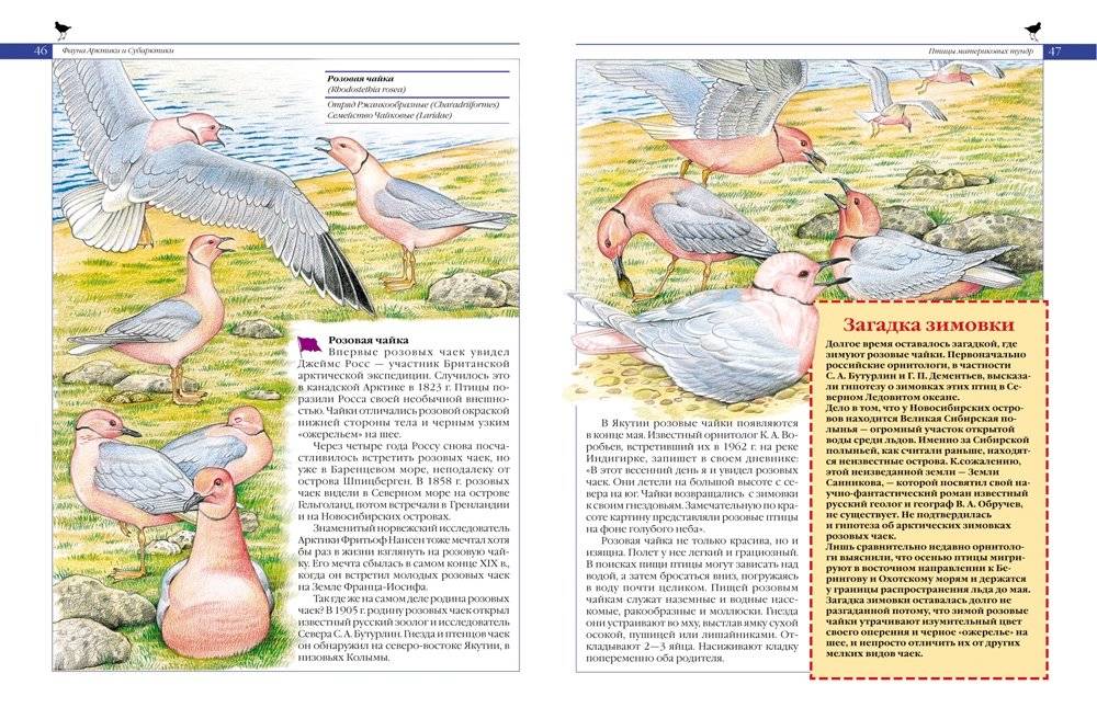 Красная книга России. Животные фото книги 2