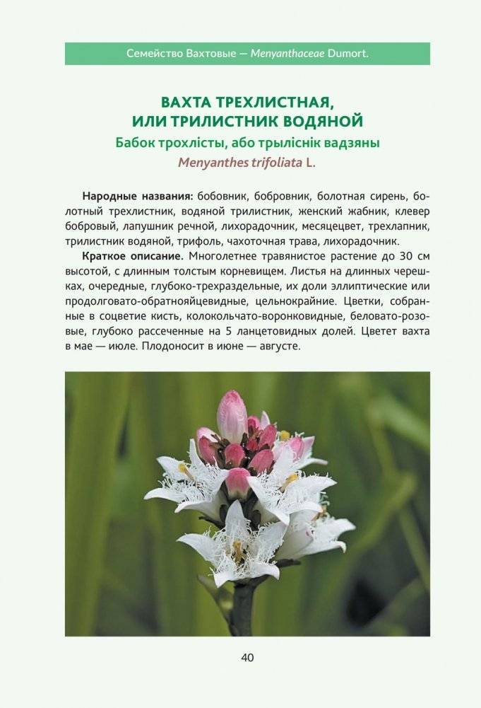 Пряно-ароматические растения природной флоры Беларуси фото книги 5