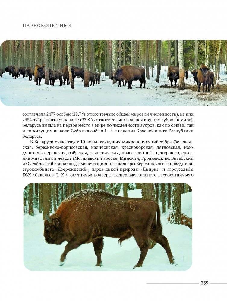 Млекопитающие Беларуси фото книги 7